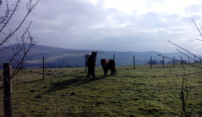 Grotton Lydgate Circular Walk Horses